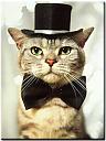     
: cat_bow_tie.jpg
: 942
:	24.5 
ID:	16958