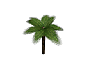     
: palm1wss.png
: 688
:	289.6 
ID:	16981