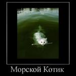     
: 966615_morskoj-kotik.jpg
: 583
:	25.9 
ID:	6881