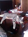     
: WP_000090.jpg
: 2760
:	154.5 
ID:	18322