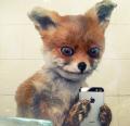 : avatar484032_2.gif.jpg
: 778

: 3.4 